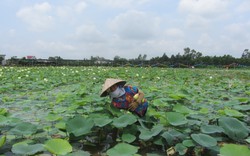 Rủ nhau trồng sen, chỉ bán lá đã có giá 15.000 - 30.000 đồng/kg, nông dân thu bộn tiền