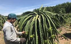 Nông dân Đồng Nai lại chặt bỏ hàng trăm ha cây thanh long, trái đặc sản hết thời vàng son, đến khổ!