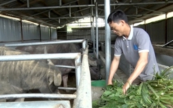 Nông dân nơi này của Lai Châu khá giả nhờ mô hình trồng cỏ nuôi trâu, nuôi bò tập trung