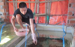 Cử nhân về quê Bình Định nuôi lươn không bùn dày đặc trong bể xi măng, ai đến xem cũng phục lăn