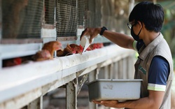 Indonesia tận dụng 'khủng hoảng cơm gà' từ Singapore