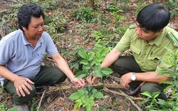 Giáng hương là cây gì, gỗ giáng hương quý hiếm cỡ nào mà ở vùng này kiểm lâm đang trồng, bảo vệ nghiêm ngặt?