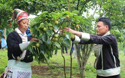 Vùng đất này của Lào Cai trồng giống lê gì mà cây thấp tè đã ra trái quá trời, vườn đẹp như phim?