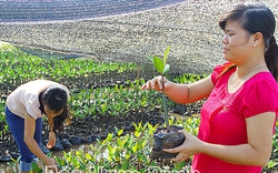 Vườn Quốc gia Xuân Thủy ở đâu, đang ươm thành công loài cây bần không cánh bướm để làm gì?