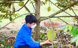 Trồng cây ra trái gai góc mang tên mỹ miều "nữ hoàng trái cây", nông dân nơi đây ở Bình Phước thu hơn nửa tỷ/ha