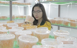 Cô gái trẻ Thái Nguyên nuôi cấy thành công nấm đông trùng hạ thảo