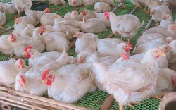 Giá gia cầm hôm nay 27/6: Giá gà công nghiệp có dấu hiệu giảm nhẹ, giá trứng gà, trứng vịt tăng cao
