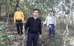 Lai Châu: Để Sơn Bình phủ xanh màu rừng