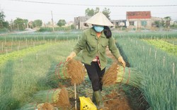 Thứ rau gia vị này bất ngờ tăng giá gấp 4 lần, nông dân Nghệ An nắng nóng 40 độ C ra đồng nhổ