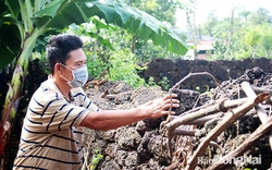 Vì sao người Hoa ở Đồng Nai cứ chọn vùng đất có đá để an cư lập nghiệp, kỳ công vác đá làm điều này?