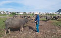 Trâu, bò mất giá do Trung Quốc cấm biên, nông dân Phú Yên cho ăn kham khổ hơn mà vẫn lỗ nặng