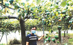 Đến Bình Thuận "đi lạc" vào vườn táo đẹp như phim trường, cây nào cũng đeo đầy trái