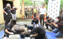 Giải cứu cá thể gấu ngựa tại Sơn La