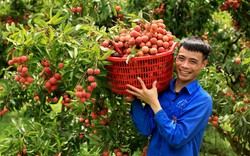 Thứ trái cây đặc sản của Bắc Giang, Hải Dương đắt hàng ở Úc, giá 500.000 đồng/kg vẫn bán vèo vèo