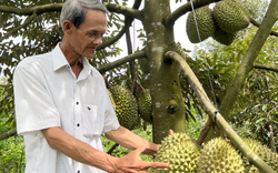 Trồng sầu riêng kiểu gì mà cây nào cũng trái treo từ gốc lên ngọn, ở nơi này Hậu Giang toàn vườn tiền tỷ