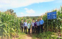 Trồng ngô chẳng cần bẻ bắp, vì sao dân ở vùng này của Đắk Lắk ngày càng có nhiều người ham?