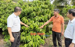 Cách làm vườn "trồng lung tung" của một ông nông dân Bình Phước cho thu tiền tỷ, nhiều người đến xem