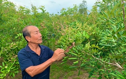 Mùa nhãn xuồng cơm vàng Khánh Hòa