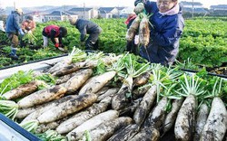 Quy trình thu hoạch và chế biến củ cải trắng Nhật Bản