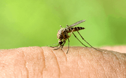 Khả năng lây lan bệnh sốt rét tại TP.HCM ở mức nào?