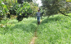 Trồng sầu riêng kiểu lạ đời ở Đắk Nông, vườn cỏ dại mọc rậm um tùm mà khách khứa vẫn thích vô xem