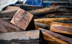 Văn bản 383 của Tổng cục Hải quan làm khó doanh nghiệp xuất khẩu gỗ?