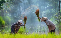 Campuchia đã bán sang Việt Nam bao nhiêu tấn gạo?