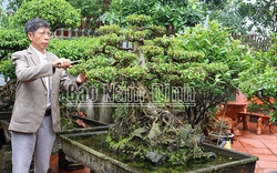 Vùng đất trồng cây cảnh nghệ thuật ở Nam Định, vô vườn đụng ngay những cây tiền tỷ