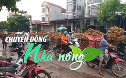 Chuyển động Nhà nông 9/6: Xuất khẩu gần 4.000 tấn vải thiều sớm Bắc Giang