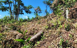Gần 12ha đất rừng ở Bình Định bị phá, xâm chiếm: Chủ tịch huyện nói xử lý 'không có vùng cấm'