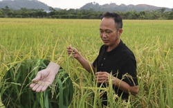 "Lúa ma" bùng phát ở Hà Nam, chính quyền vào cuộc như thế nào?