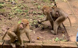 Sơn La: Đi tham quan khu du lịch Rừng Vàng, một trẻ em bị khỉ cắn