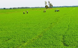 Cục Trồng trọt khuyến cáo nông dân hạn chế xuống giống lúa nếp, lúa chất lượng trung bình trong vụ thu đông