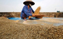 Sản xuất lúa gạo ở châu Á 'gặp khó' do giá phân bón tăng