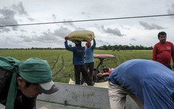 Bloomberg: Ngành gạo thế giới đang chịu sức ép chi phí tăng cao
