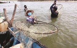 Săn loài hải sản rất giàu chất dinh dưỡng được ví như viagra dưới đáy sông rồi đem phơi khô bán tiền triệu