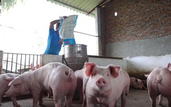 Phú Thọ: Nhiều nhà lo bỏ chuồng trại khi giá thức ăn chăn nuôi tăng cao chưa từng thấy