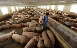 Giá lợn hơi cán mốc 70.000 đồng/kg