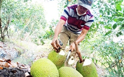 Giá mít Thái hôm nay 12/7: Giá mít Tiền Giang cao nhất 11.000 đồng/kg, cách nào xử lý trái mít Thái đen cuống?