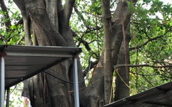 Cây đa "ôm trọn" miếu cây Vông ở Hà Nội