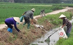 100% chi hội nông dân huyện Quảng Điền, Thừa Thiên Huế thực hiện tốt mô hình cánh đồng không rác thải 