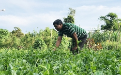 Dân làng Jrai ở Gia Lai rủ nhau trồng rau sạch, quanh năm có tiền tiêu rủng rỉnh