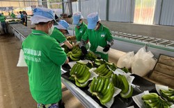 Ngoài sầu riêng, chanh leo, Trung Quốc cũng tăng nhập khẩu chuối của Việt Nam