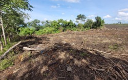 Gia Lai: Điều tra vụ phá rừng phòng hộ quy mô lớn