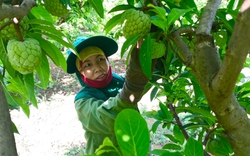Nông dân Sơn La dễ kiếm tiền từ mô hình trồng na Thái quả to ra trái vụ