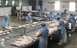 Hồng Kông nhập 773 tấn lợn sữa, thịt lợn nguyên con đông lạnh; Pháp, Bỉ tăng mua đùi ếch Việt Nam