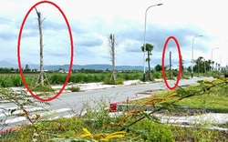 Quảng Ngãi:
Công trình đường 76 tỷ bị vạ lây vì hạng mục cây xanh mới trồng đã... chết gần hết