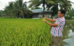 Bạc Liêu: "Cách mạng" giảm lượng lúa giống nhờ máy sạ lúa theo khóm, lúa lên đẹp như tranh