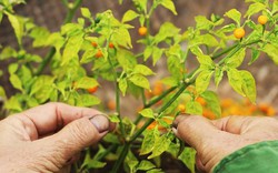 Anh nông dân Hà Tĩnh liều mình trồng loại ớt tròn tí xíu, vàng rực, vị cay lạ, nào ngờ thu tiền triệu mỗi cây