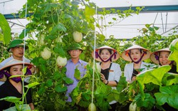 Mê mẩn vườn trồng dưa Nhật Bản, Hàn Quốc quả to đẹp ở Phú Thọ